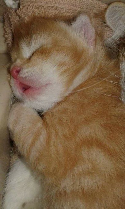 Random Animals, Baby Kitty, Silly Kitty, Cute Little Kittens, Cats Pictures, Silly Cats Pictures, Cute Kitties, Baby Kittens, Sleepy Cat