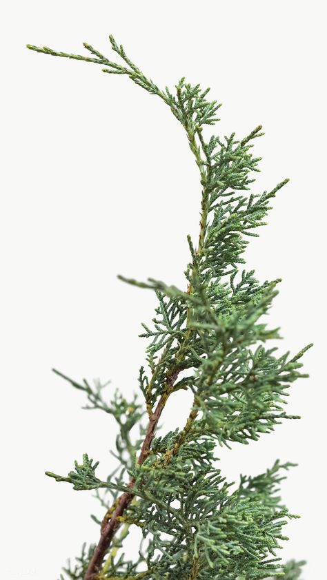 Iphone Wallpapers Christmas, Instagram Story Christmas, Branch Christmas Tree, Christmas Instagram Story, Christmas Background Images, Free Illustration Images, Christmas Tree Branches, Minimal Christmas, Pine Branches