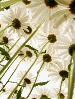 Foto Macro, Secret World Of Arrietty, Daisy Love, The Secret World, Back Ground, White Daisies, Natural Design, Happy Flowers, Nature Design