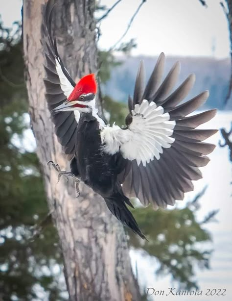 Pileated Woodpecker Art, Woodpecker Flying, Woodpecker Photography, Woodpecker Tattoo, Birds Flying Photography, Woodpecker Art, Flying Photography, Birds On Wire, Animals To Paint