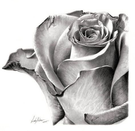 Beautiful Sketches of Flowers | 35 Beautiful Flower Drawings and Realistic Color Pencil Drawings. Design idea for coffee table. Beautiful Rose Drawing, Beautiful Pencil Sketches, Beautiful Flower Drawings, Realistic Pencil Drawings, Beautiful Sketches, White Drawing, Rose Drawing, Charcoal Art, Flower Sketches