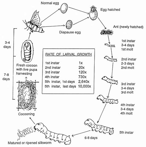 Diagram of life cycle Silkworm Life Cycle, Cycle Chart, Silkworm Moth, Silk Worm, Silk Moth, Bearded Dragon Diet, Blue Morpho Butterfly, Morpho Butterfly, Homeschool History