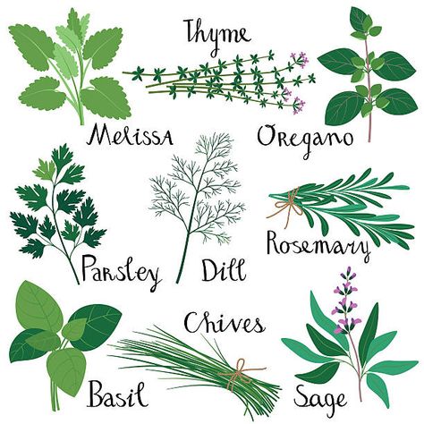 Herbs Image, Flora Waycott, Garden Wall Plaque, Herbs Illustration, Types Of Herbs, Essential Oil Plants, Aromatic Plant, Garden Drawing, Plant Painting