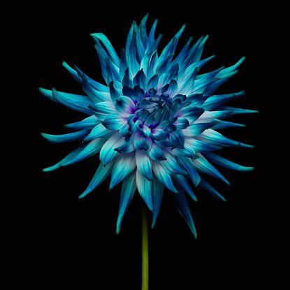 Watch This Video of Flowers Blooming for Instant Relaxation Flowers Photography Beautiful, Blue Dahlia, Shabby Chic Flowers, Beauty In Nature, Time Lapse Photography, Beautiful Flowers Photography, Flowers Photography Wallpaper, Wallpaper Nature Flowers, Background Blue