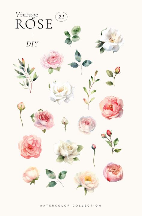 Watercolor Vintage Flower, Rose Illustration Vintage, Rose Flower Digital Art, Pink Roses Watercolor, Rosé Png, Rose Clipart, Pink Rose Watercolor Clipart, Cute Food Drawings, Watercolor Flower Art