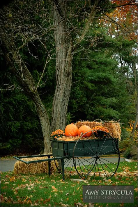 harvest... Wheelbarrows, Autumn Decoration, Fall Deco, Halloween Yard Decorations, Autumn Decorating, Harvest Time, Fabulous Fall, Fall Day, Autumn Beauty