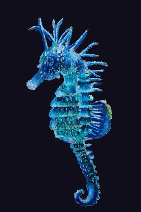 Blue sea horse Sea Horses Photography, Sea Horses Art, Sea Horse Aesthetic, Beautiful Sea Creatures Ocean Life, Beautiful Fish Ocean Life, Seahorse Aesthetic, Coral Reef Aesthetic, Seahorse Photography, Blue Sea Animals