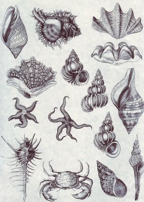 253 Mythical Sea Creature Tattoo, Deep Sea Creatures Tattoo, Small Sea Themed Tattoos, Ocean Themed Tattoos, Ocean Life Tattoos, Ocean Theme Tattoos, Marine Tattoo, Matching Sister Tattoos, Ocean Tattoos