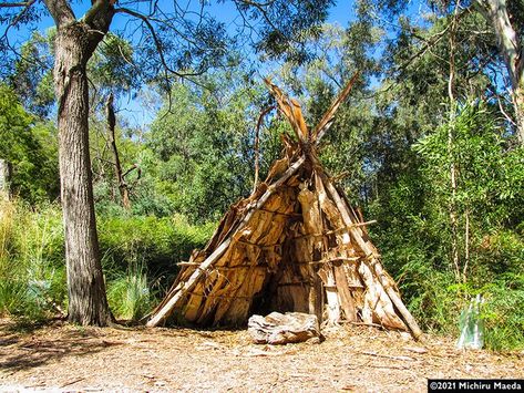 A humpy surrounded by bush plants. This temporary shelter is traditionally used by indigenous people of Australia. The word humpy comes from Jagera language. It is called wurley in Kaurna language. #download #microstock #stockphoto #stockphotography #royaltyfree #AdobeStock #humpy #tent #shelter #paperbark #frame #jungle #forest #tree #camping #summer #sunlight #outdoor #nature Indigenous House, Temporary Shelter, Australian People, Bush Plant, Lean To, Desert Island, Indigenous People, Traditional House, Stock Photography