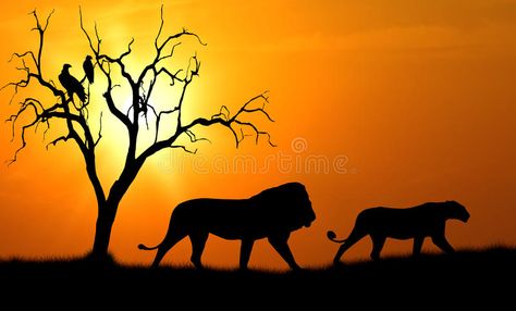 Male And Female Lion, Aesthetic Lion, Lion Forearm Tattoos, Lion Silhouette, Tattoo Lion, Female Lion, Lion Drawing, Silhouette Photography, Silhouette Painting