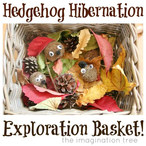 Hibernation Sensory, Hedgehog Hibernation, Autumn Eyfs, Hibernation Preschool, Sensory Basket, Story Boxes, Story Baskets, Preschool Room, Hedgehog Craft