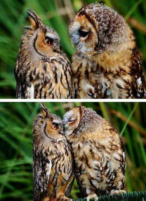 Two Owls, Awesome Owls, Owl Photos, Animal References, Owl Pictures, Beautiful Owl, Owl Bird, Baby Owls, Owl Art