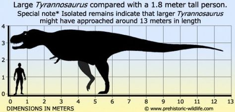 Size comparison between T-Rex and adult human. Prehistoric Wildlife, Dinosaur Images, Dinosaur Drawing, Tall Person, Paleo Art, Extinct Animals, Dinosaur Art, Prehistoric Creatures, Prehistoric Animals