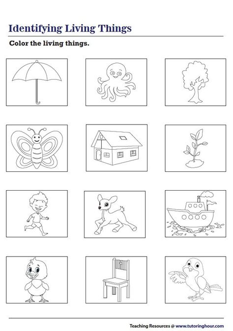 Coloring Living Things Non Living Things Worksheet Kindergarten, Living Thing Non Living Thing Worksheet, Living Things Non Living Things Activity, Living And Non Living Things Worksheets For Kindergarten, Living Non Living Things Worksheet, Living And Non Living Things Activities For Preschool Worksheets, Living Things And Non Living Things Worksheet For Grade 1, Living Things Activities Preschool, Living And Nonliving Worksheet