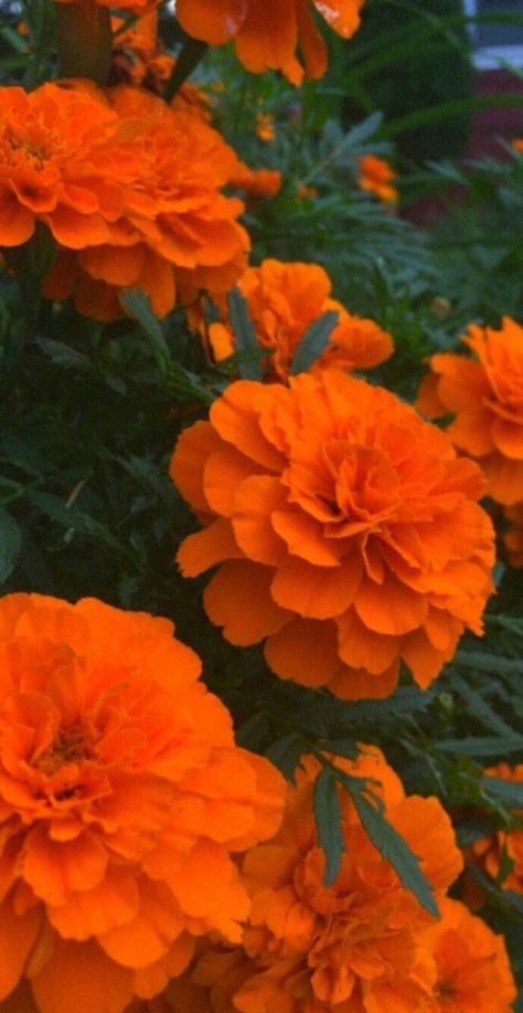 Paper Picado, Flower Wrist Tattoos, Fleur Orange, Photography Flowers, Marigold Flower, Día De Muertos, Wallpaper Nature Flowers, Orange Aesthetic, Orange Wallpaper