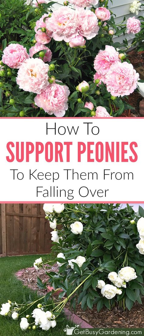 If peony flowers are left unsupported, they will fall over. Learn about peony supports, how to keep peonies from drooping, and other peony care tips. Peony Care Tips, Bodybuilding Food, Peony Support, Peony Care, Growing Peonies, Organic Vegetable Garden, Fall Over, Peonies Garden, Peony Flowers