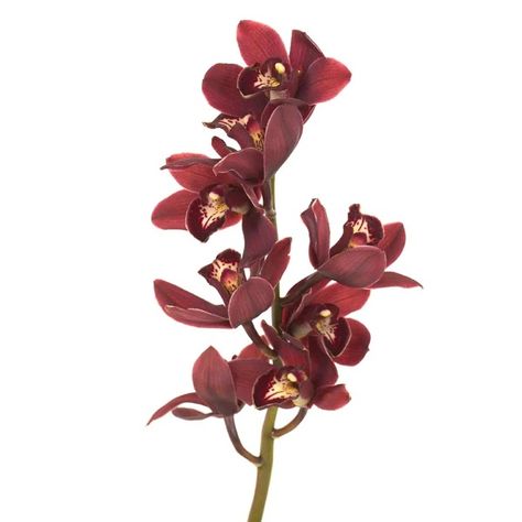 Blushing Burgundy Mini Cymbidium Orchids Burgundy Cymbidium Orchids, Burgundy Orchid, Orange Orchid, Flower Meanings, Cymbidium Orchids, Burgundy Flowers, Flower Care, Wholesale Flowers, Burgundy Wedding