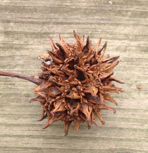 The most dangerous tree in the suburbs – American Orchard Sweet Gum Tree Crafts, Sweet Gum Tree, Wood Log Crafts, Sweet Gum, Gum Tree, Butterfly Tree, Natural Christmas Decor, Pine Cone Decorations, Tree Seeds