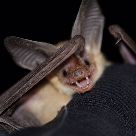 long eared bat Pallid Bat, Bat Tattoo, Baby Bats, Cute Bat, Creatures Of The Night, Pretty Animals, Silly Animals, Spirit Animal, Beautiful Creatures