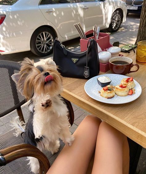 Sasha🖖🏼 (@alexandra.one) • Instagram photos and videos Dog Mommy, Yorkie Terrier, Instagram Russia, Yorkshire Terriers, Yorkie Dogs, Malibu Barbie, Yorkie Puppy, Baby Puppies, Cute Creatures