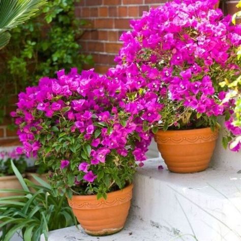 Small Flowering Shrubs, Courtyard Decor, Bougainvillea Bonsai, Climbing Flowers, Potted Flowers, Garden Vines, Vertical Gardens, Garden Shrubs, Gardening Flowers