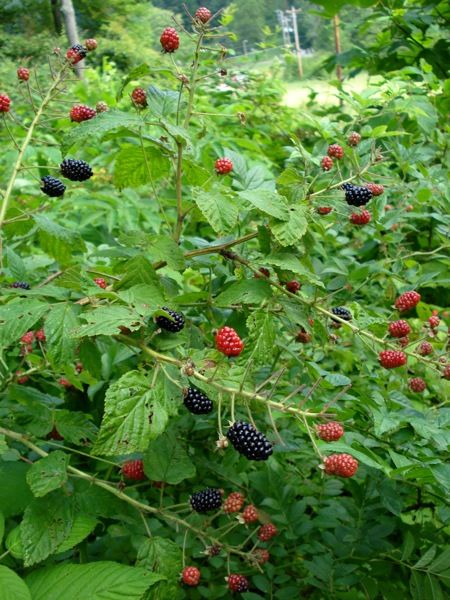 Blackberry Bushes, Thornless Blackberries, Wild Blackberries, Blackberry Plants, Blackberry Bush, Berry Plants, Berry Picking, Berry Bushes, Starter Plants