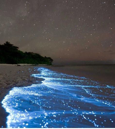 Sparkle beach, Maldives Bioluminescent Bay, Destination Voyage, Vacation Destinations, Vacation Spots, Dream Vacations, Maldives, Beautiful Beaches, Travel Dreams, Wonders Of The World