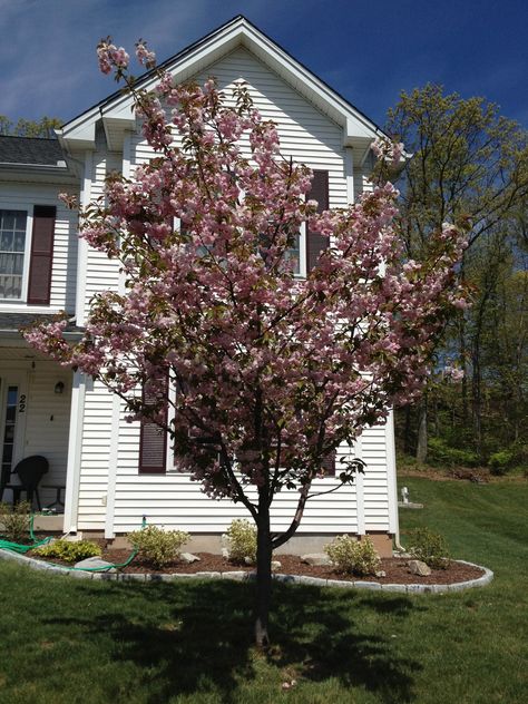 Pink Blossom, Kwanzaa, Cherry Tree, Red Peppercorn, So Happy, Spring Time, Perennials, Blossom, Cherry