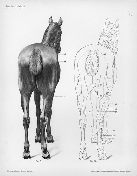 Horse anatomy by Herman Dittrich – rear | Shoestring Stable Horse Sketch, Horse Anatomy, Animal Anatomy, Vintage Medical, Horse Drawing, Horse Drawings, Horse Sculpture, Anatomy Drawing, Equine Art