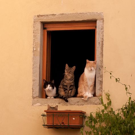 Söt Katt, Three Cats, Cat Aesthetic, Pisco, Chi Chi, Pretty Cats, Crazy Cat Lady, 귀여운 동물, The Window