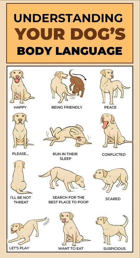 Dogs Body Language, Dog Training Hand Signals, Dog Emotions, Dog Infographic, Foods Dogs Can Eat, Puppy Facts, New Puppy Checklist, Puppy Checklist, Smartest Dog Breeds