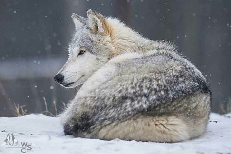 Wolf Laying Down, Snowy Animals, Wolf Heart, Ethiopian Wolf, Majestic Wolf, Wolf World, Wolf Husky, Maned Wolf, Wolf Images