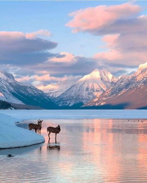 ࿐❥𝖳𝖾𝗋𝖾𝗌𝖺 𝖫 ࿐❥  on Twitter: "Good evening… " Visit Montana, Hiking Photography, Glacier National Park Montana, Winter Sunset, Glacier National, Glacier National Park, Yellowstone National, Travel And Leisure, Outdoor Hiking