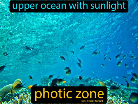 Photic Zone definition: The upper ocean with sunlight. Energy Pyramid, Seed Dispersal, Biology Art, 9th Grade, Food Web, Easy Science, Food Chain, Living Things, Marine Biology