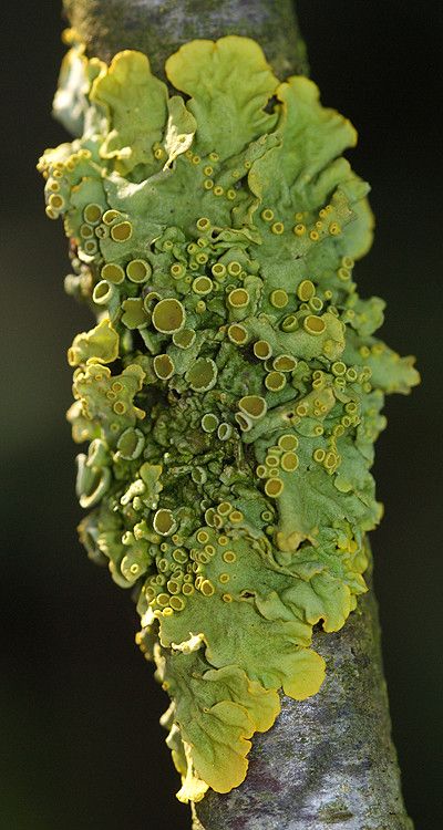 Moss And Lichen, Mushroom Pictures, Lichen Moss, Plant Fungus, Mushroom Fungi, Natural Forms, Patterns In Nature, Plant Life, Nature Beauty