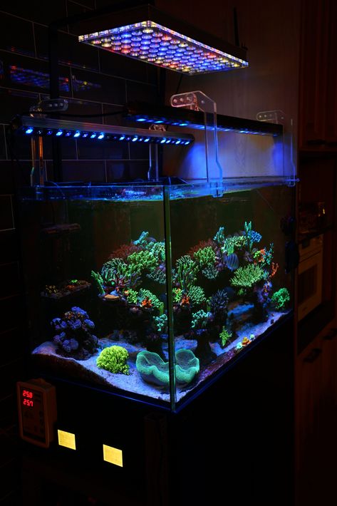 Reef Aquarium LED Light Photos gallery • Orphek Glow Fish, Public Aquarium, Aquarium Led, Fish Tank Lights, Led Aquarium Lighting, Aquarium Setup, Saltwater Tank, Aquarium Lighting, Reef Aquarium