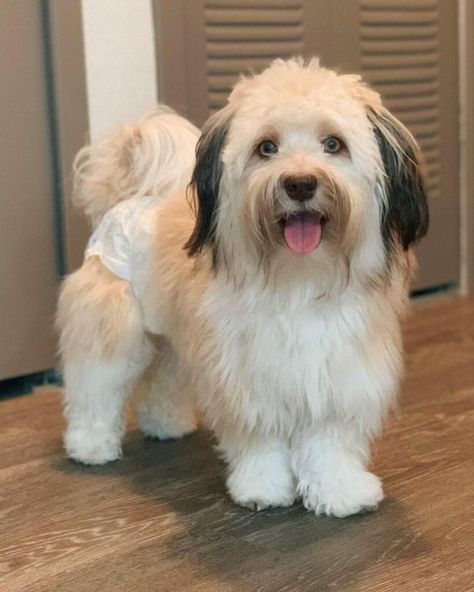 Havanese Haircuts Styles, Havanese Dogs Haircuts, Im A Woman, Havanese Haircuts, Havanese Grooming, Long Bob Cuts, Puppy Haircut, Bald Patches, Puppy Cut