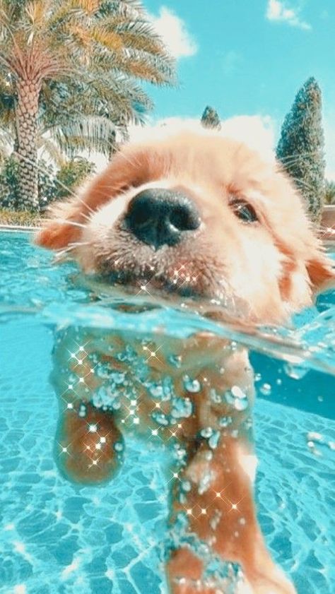 Cute Dog Wallpaper, Cute Dogs Images, Very Cute Puppies, Super Cute Puppies, Cute Small Animals, A Golden Retriever, Cute Dog Photos, Cute Animals Puppies, Very Cute Dogs