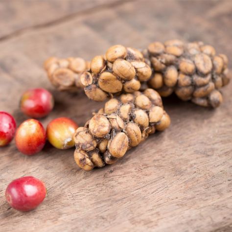 Top Secret Facts About World's Most Expensive Coffee Bean - coffeespiration Coffee From Around The World, Asian Palm Civet, Civet Coffee, Coffee Process, Kopi Luwak Coffee, Expensive Coffee, Organic Coffee Beans, Coffee Roastery, Fancy Coffee