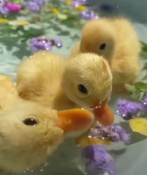 Pet Ducks, Cute Ducklings, Duck Art, Cute Small Animals, Baby Ducks, Backyard For Kids, Cute Animal Photos, Cute Animal Drawings, Cute Images