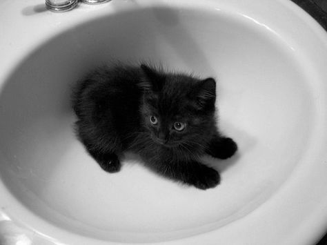 munchkin <3 Söt Katt, Black Kitten, Here Kitty Kitty, I Love Cats, Kitty Kitty, Pretty Cats, Cute Kittens, Crazy Cat, Kitty Cats