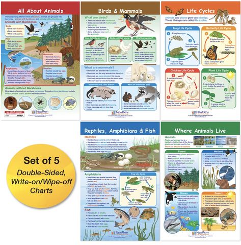 PRICES MAY VARY. Perfect for classroom Reference or student activities Each 17.5” x 12” chart is double-sided and laminated One side provides an illustrated overview of the topic, while the reverse features “write-on/wipe-off” graphic Organizers, problem-based questions and other review activities Includes the following charts: all about animals; Birds & Mammals; life cycles; Reptiles, Amphibians & fish; where animals live Animals Bulletin Board, Where Animals Live, Classroom Reference, Lifecycle Of A Frog, Butterfly Life Cycle, Review Activities, All About Animals, About Animals, Student Activities