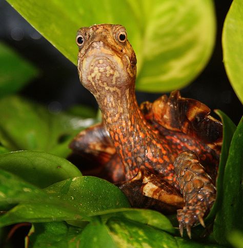 Black Breasted Leaf Turtle (Geoemyda spengleri). Black Breasted Leaf Turtle, Tortoise Vivarium, Funny Turtles, Types Of Turtles, Danger Noodles, Land Turtles, Tortoise Enclosure, Easy Pets, Pet Enclosure