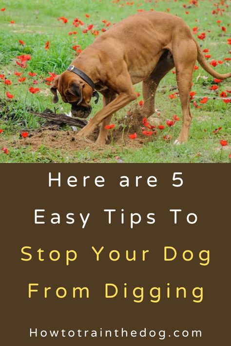 Prevent Dogs From Digging, Keep Dogs From Digging, How To Keep A Dog From Digging, How To Keep Dogs From Digging, How To Stop A Dog From Digging, Dog Digging Holes Stop, How To Stop Dogs From Digging, Stop Dog Digging Holes Yards, Dog Digging