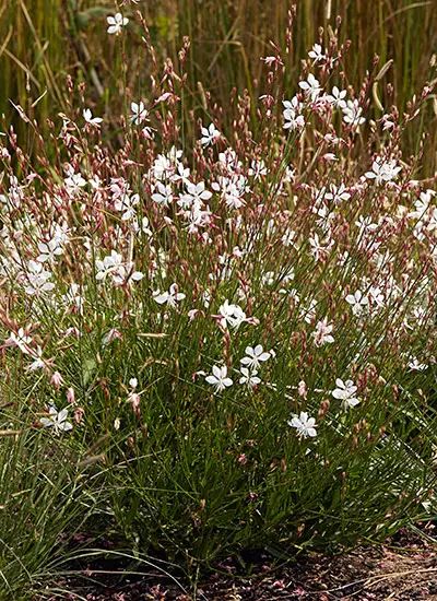 Whirling Butterflies, Low Maintenance Garden Design, Deer Resistant Perennials, Prairie Planting, Gravel Landscaping, Seaside Garden, Butterfly Plants, Dry Garden, Gravel Garden