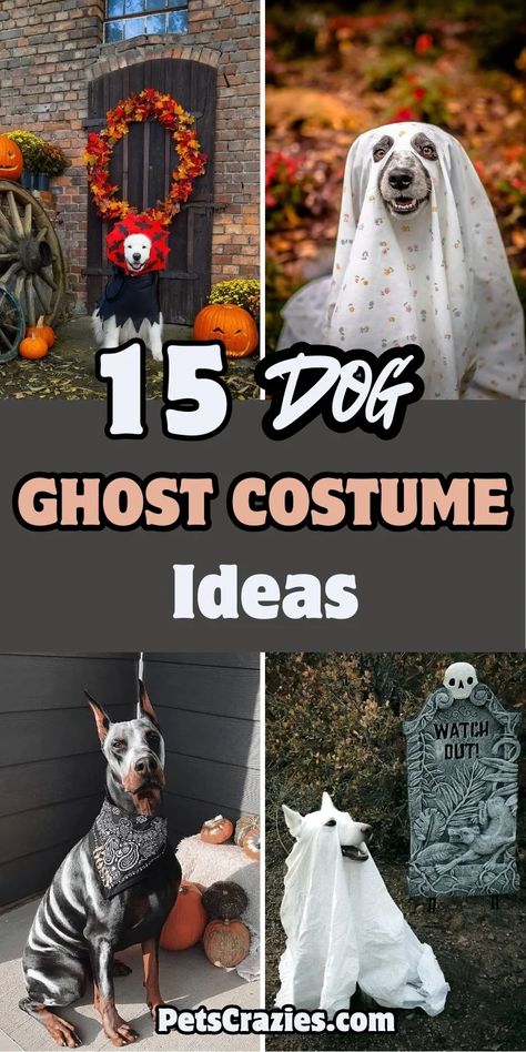 Image features four dog ghost costume ideas for Halloween. The text "15 Dog Ghost Costume Ideas" is displayed in bold, playful font. The costumes range from simple white sheet ghost outfits to more creative and spooky designs, including pumpkins and eerie decorations. The overall theme emphasizes fun, easy-to-make dog costumes perfect for Halloween celebrations, adding an element of seasonal festivity to your pet's look. Simple Dog Costumes Diy, Easy Homemade Dog Costumes, Last Minute Dog Costume, Diy Dog Ghost Costume, Easy Dog Halloween Costumes, Easy Dog Costumes Diy, Easy Dog Costumes, Ghost Costume Ideas, Diy Dog Halloween Costumes