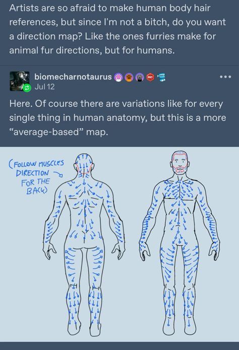 Male Anatomy Diagram, Making Oc Ideas, Hair References Drawings, How To Draw Body Hair, Body Hair Drawing Reference, Chest Hair Drawing, Character Design Body Types, Masculine Body Reference, Body Hair Drawing