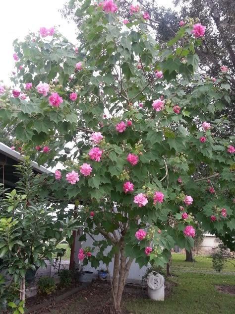 Farmhouse Trees, Hibiscus Tree, Rose Tree, Galveston Island, Flower Fruit, English Gardens, South Georgia, Flower Pots Outdoor, Drought Resistant