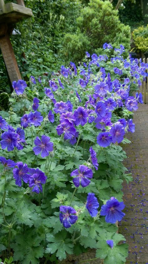 Steep Gardens, Blue Geranium, Geranium Plant, Hardy Geranium, Landscape Backyard, Geranium Flower, Blue And Purple Flowers, Planting Design, Plant Guide