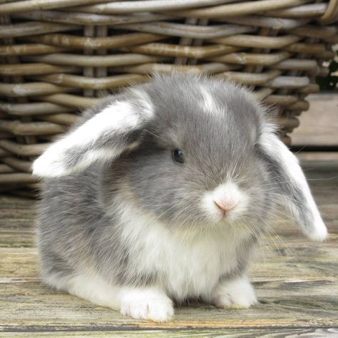 Lop Eared Rabbit, Mini Lop Bunnies, Lop Bunny, Lop Eared Bunny, Cut Animals, Some Bunny Loves You, Grey Bunny, Fluffy Bunny